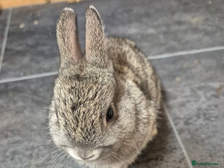 Netherland Dwarf rabbits for sale - Advert 1