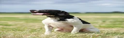 Pointer dogs for stud: Proven Health tested pointer  in Doncaster - Advert 9