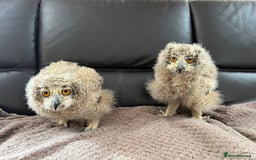 Mixed Breed birds for sale: Bengal eagle owl chicks - Image 2