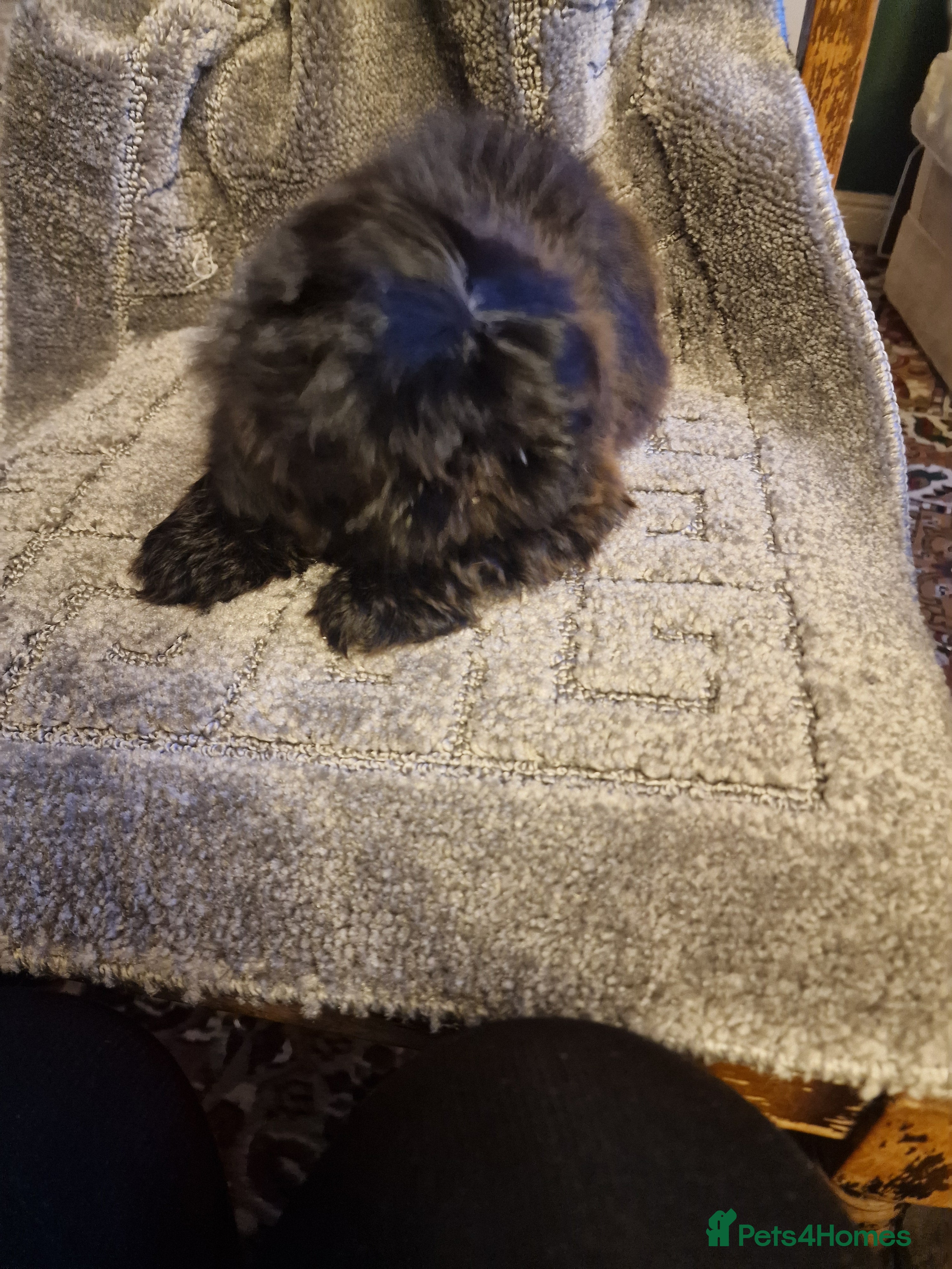 Shih Tzu dogs Beautiful shitzu puppies  - Advert 6