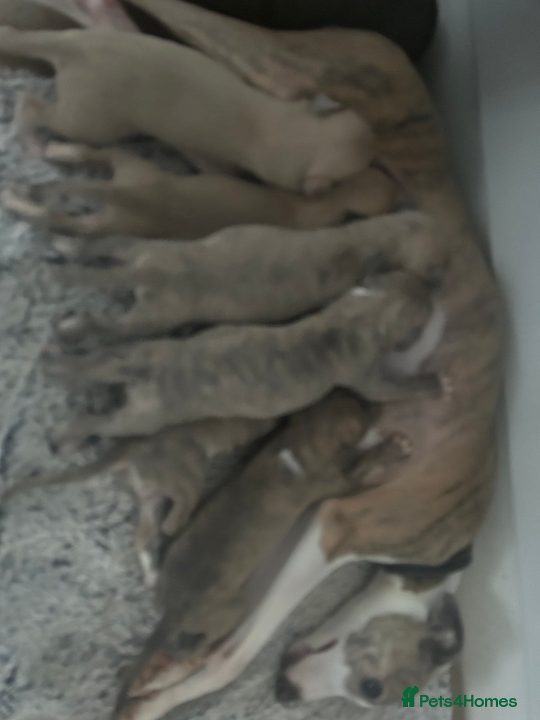 Italian Greyhound dogs for sale: Beautiful Italian Greyhounds - Advert 2