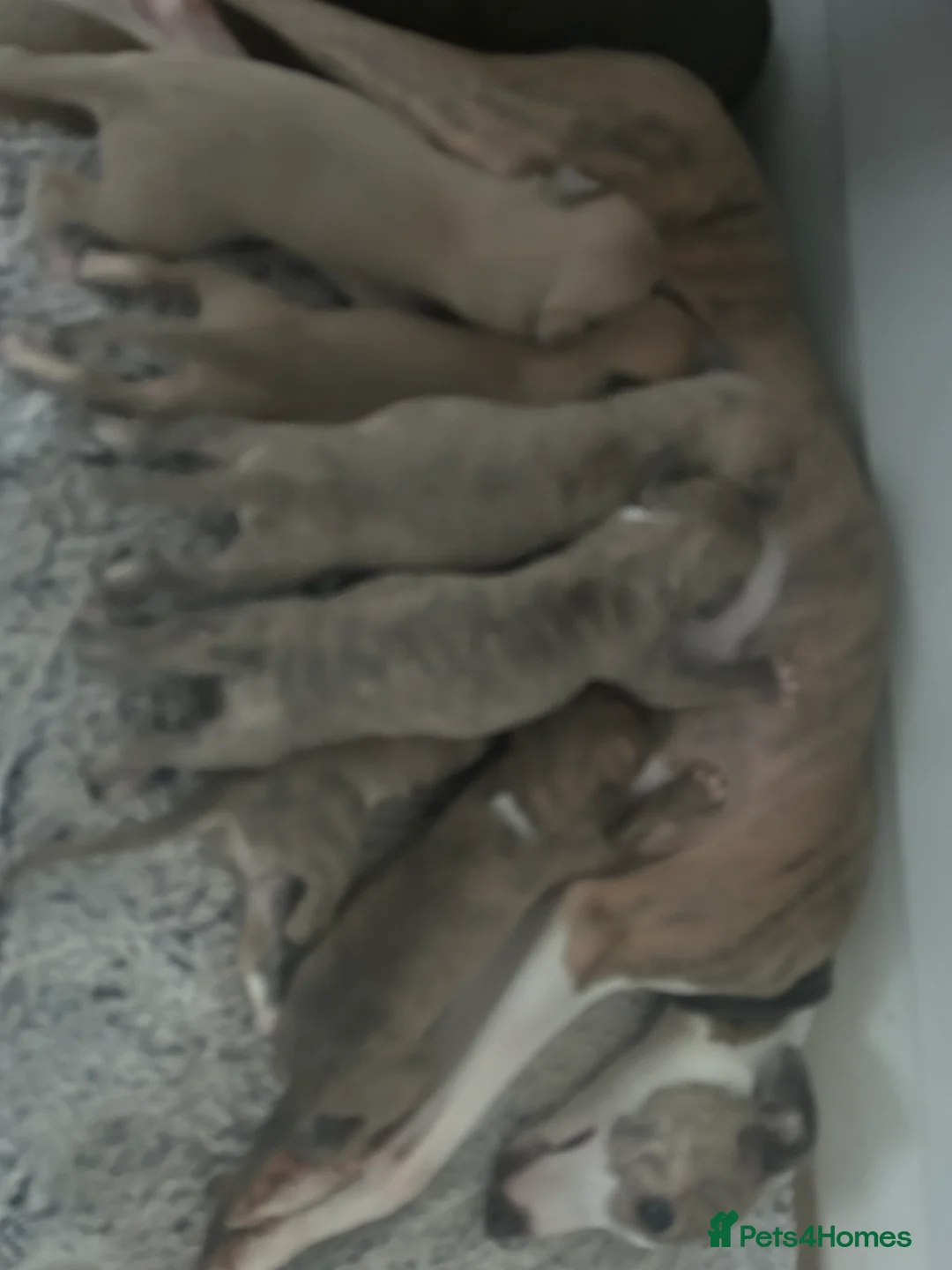 Mixed Breed dogs for sale: Beautiful Italian Greyhounds last little boy  - Advert 2