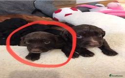 Cocker Spaniel dogs for sale: Cocker spaniel worker puppies  - Image 12