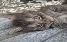 Maine Coon cats for sale: Maine Coon kittens  - Image 16