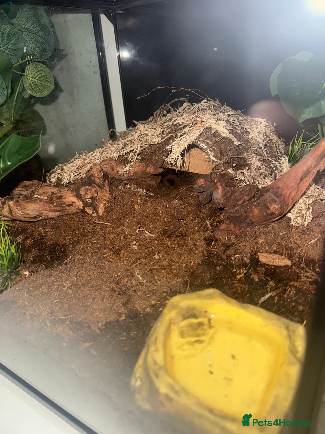 Tarantulas invertebrates for sale: Columbian red leg tarantula with full set up - Advert 2