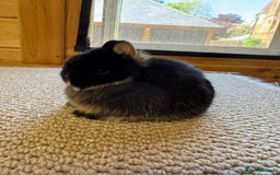 Netherland Dwarf rabbits for sale: Stunning Netherland Dwarf Rabbits  - Image 2