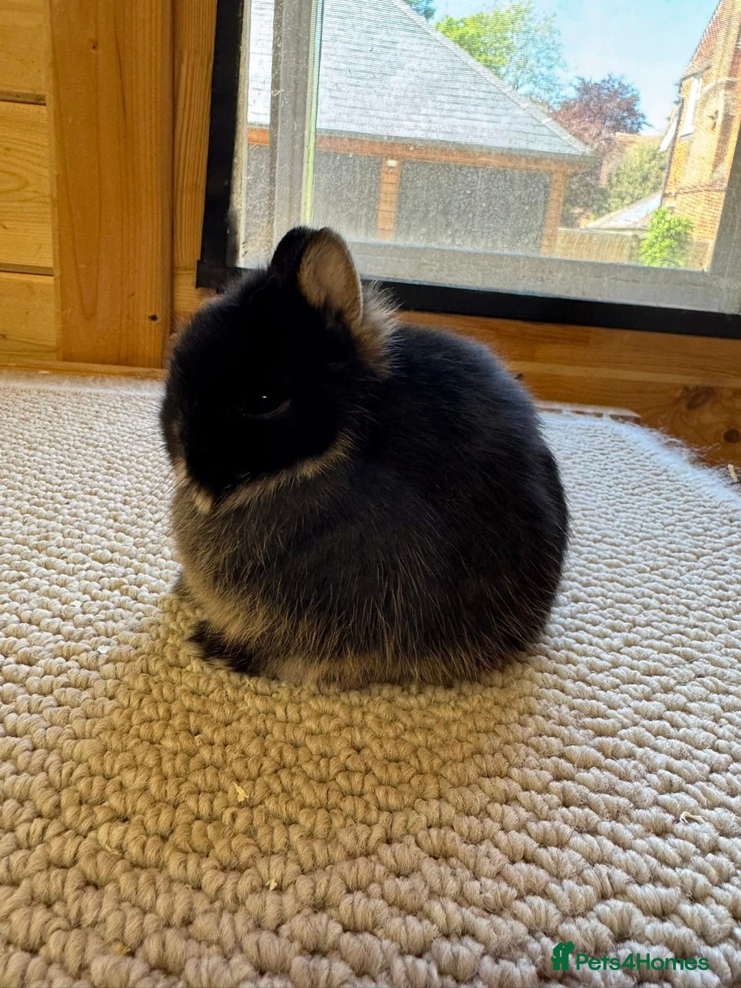 Netherland Dwarf rabbits for sale: Stunning Netherland Dwarf Rabbits  - Image 2