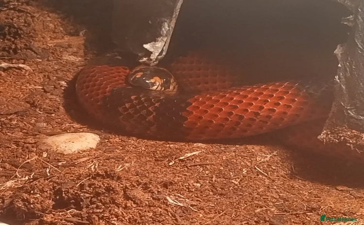 Milk Snake reptiles - Advert 3