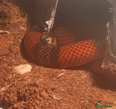 Milk Snake reptiles - Advert 2