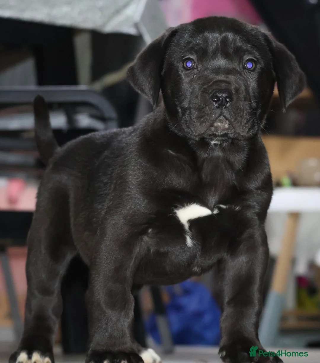 Presa Canario dogs for sale: Presa Canario puppies - Advert 10