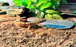 Leopard Gecko reptiles for sale: Leopard gecko with full enclosure  - Advert 1