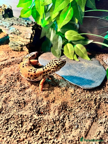 Leopard Gecko reptiles Leopard gecko with full enclosure - Advert 1