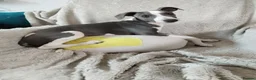 Whippet dogs for sale: Show quality KC reg pups - Advert 8