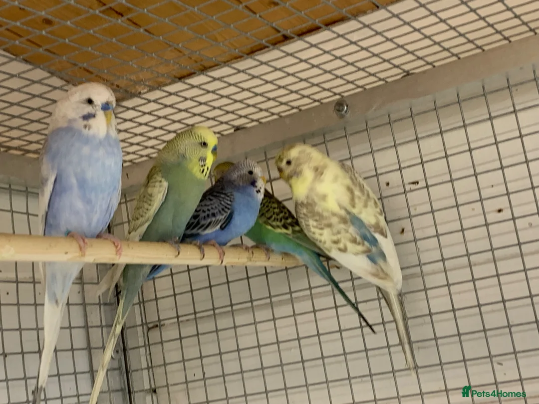 Budgerigars birds for sale: Budgies  - Advert 2