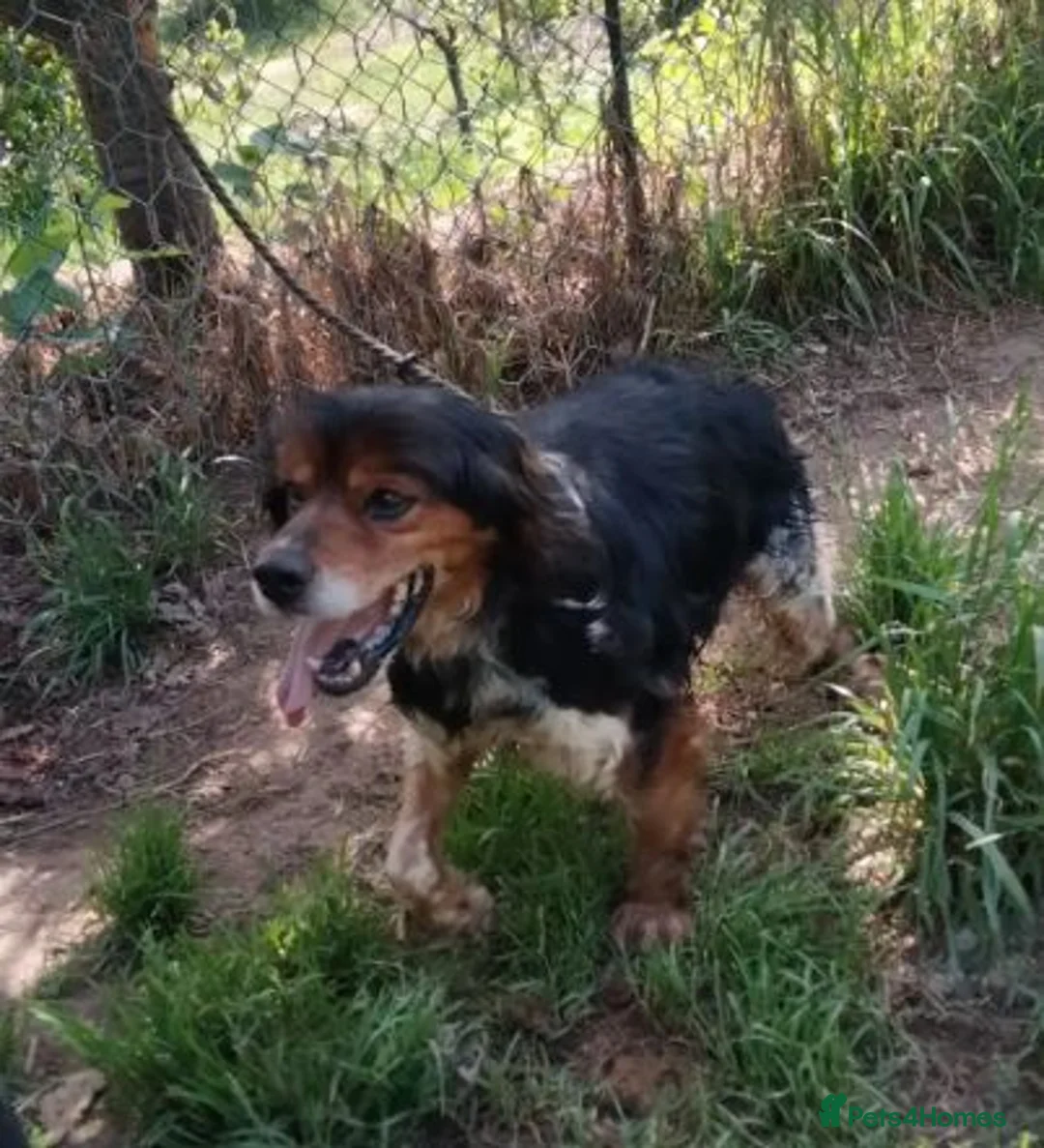 Brittany Spaniel dogs for adoption: Pekin - Advert 2
