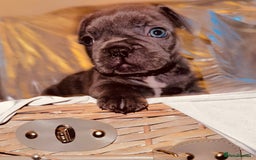 French Bulldog dogs for sale: French Bulldogs  - Image 18