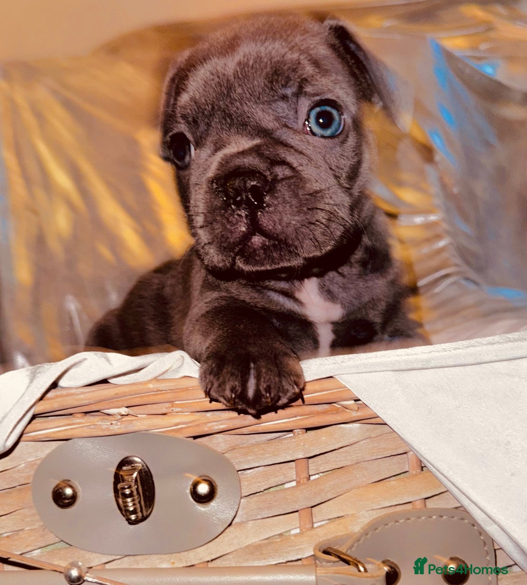 French Bulldog dogs for sale: French Bulldogs  - Image 18