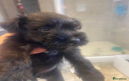 Miniature Schnauzer dogs for sale:  black Miniature schnauzer girl pup kc reg - Image 13