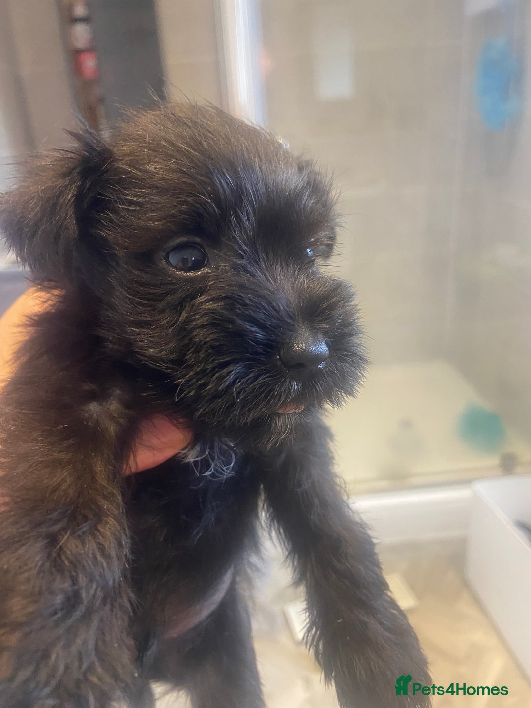 Miniature Schnauzer dogs for sale:  black Miniature schnauzer girl pup kc reg - Image 13