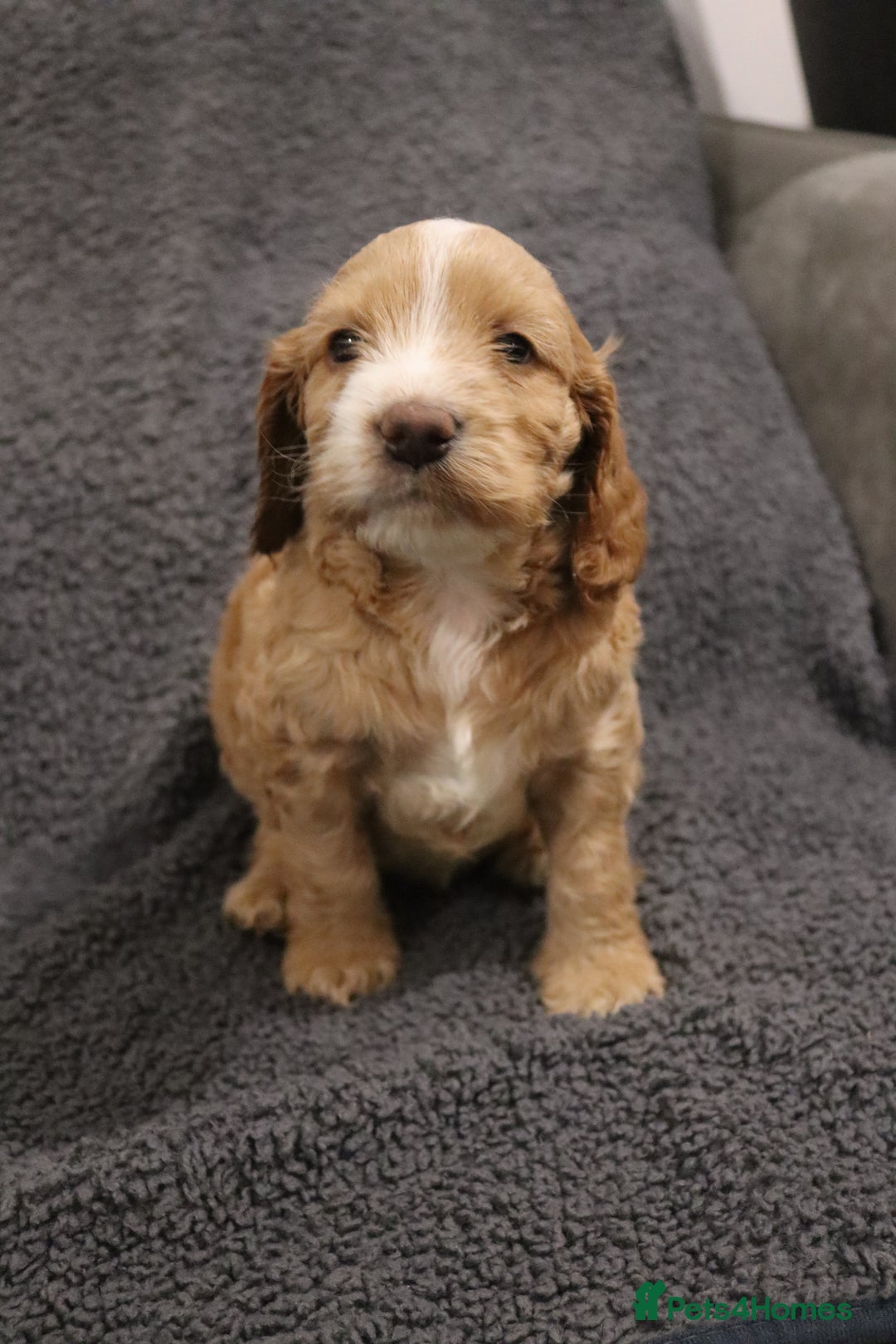 Cockapoo dogs for sale: Adorable Puppies Looking for Their Forever Homes! - Advert 11