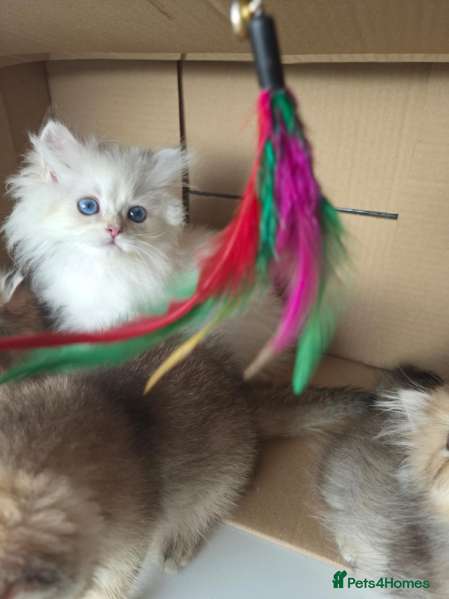 British Longhair cats British Longhair silver boy - Advert 5