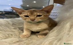 Abyssinian cats for sale: Ready to go TODAY! Delivery ✅ Neutered ✅ - Image 17