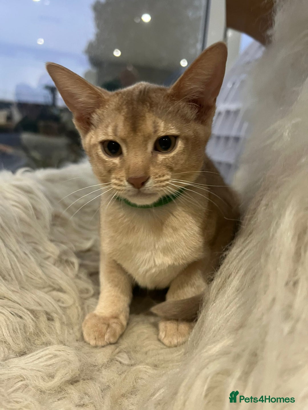 Abyssinian cats for sale: Ready to go TODAY! Delivery ✅ Neutered ✅ - Image 17