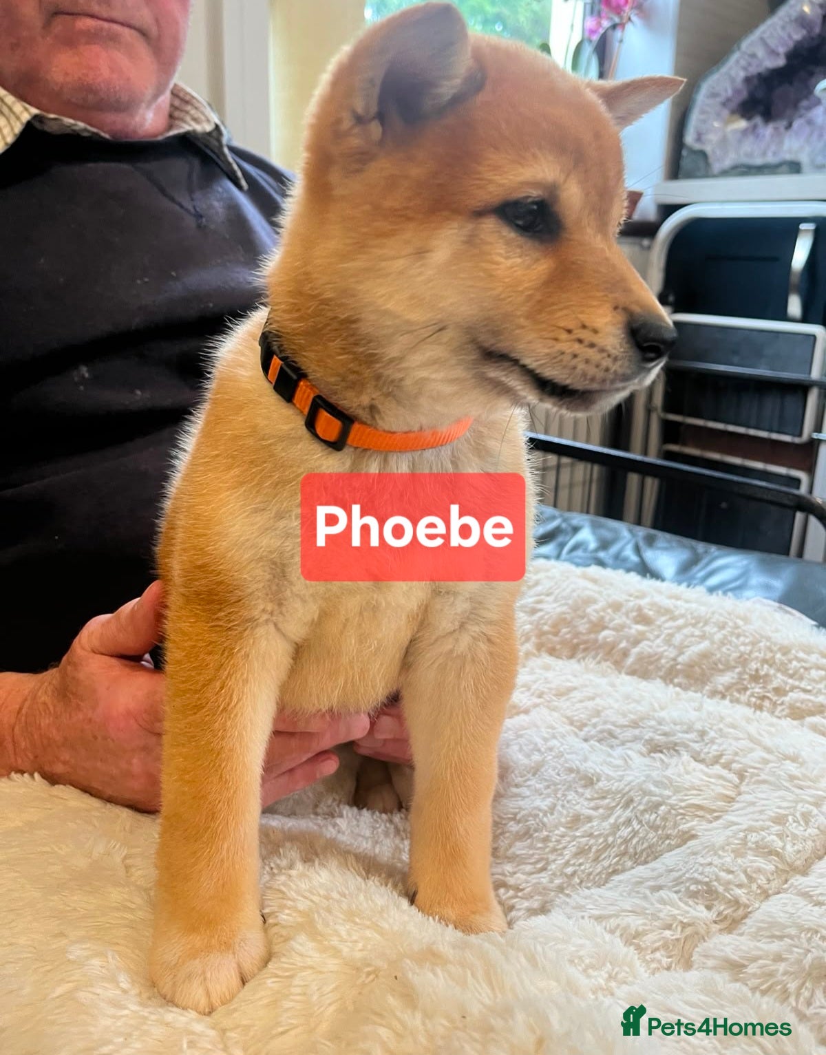 Japanese Shiba Inu dogs Stunning little Shibas - Advert 2