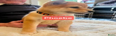 Japanese Shiba Inu Puppy 2