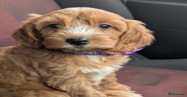 Cockapoo dogs - Advert 10
