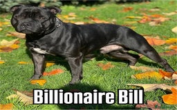 Staffordshire Bull Terrier dogs for sale: 4 Staffordshire Bull terrier Puppies  - Image 6