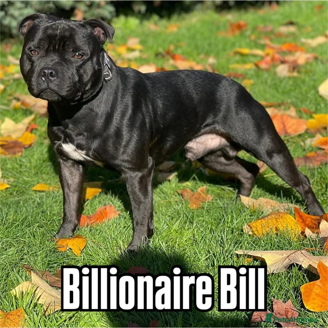 Staffordshire Bull Terrier dogs for sale: 4 Staffordshire Bull terrier Puppies  - Image 6