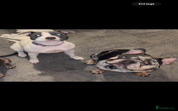 Mixed Breed dogs for sale: ‼️‼️ STAFF x FRENCH BULLDOG ‼️‼️ - Image 2