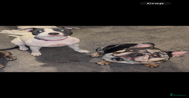 Mixed Breed dogs - Advert 3