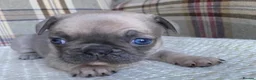 French Bulldog dogs for sale: Pink & Pink carrier French Bulldog puppies - Advert 3