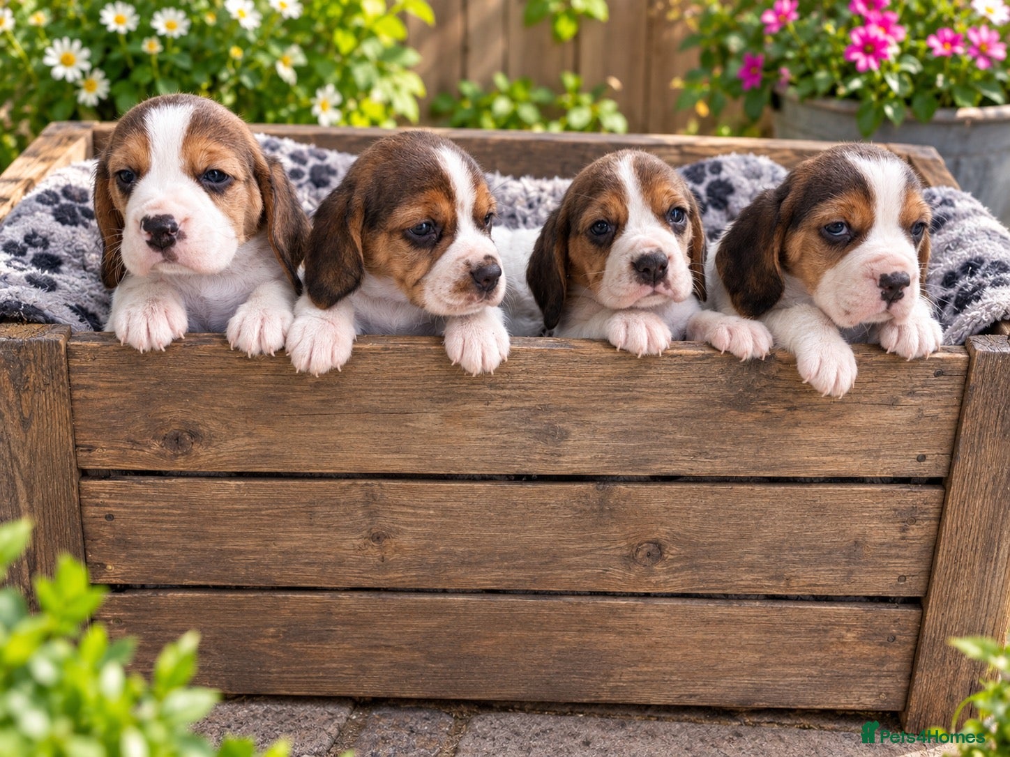 Beagle dogs for sale: 4 outstanding beagle pups  - Advert 2
