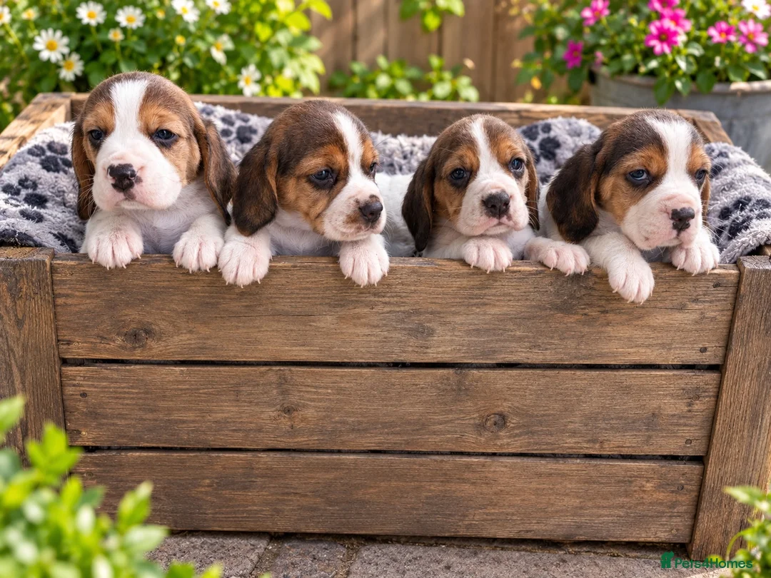 Beagle dogs for sale: 4 outstanding beagle pups  - Advert 2