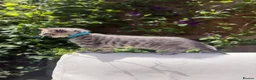 Turkish Angora cats for sale: 😻 Adorable Turkish Angora X Kittens - Advert 10
