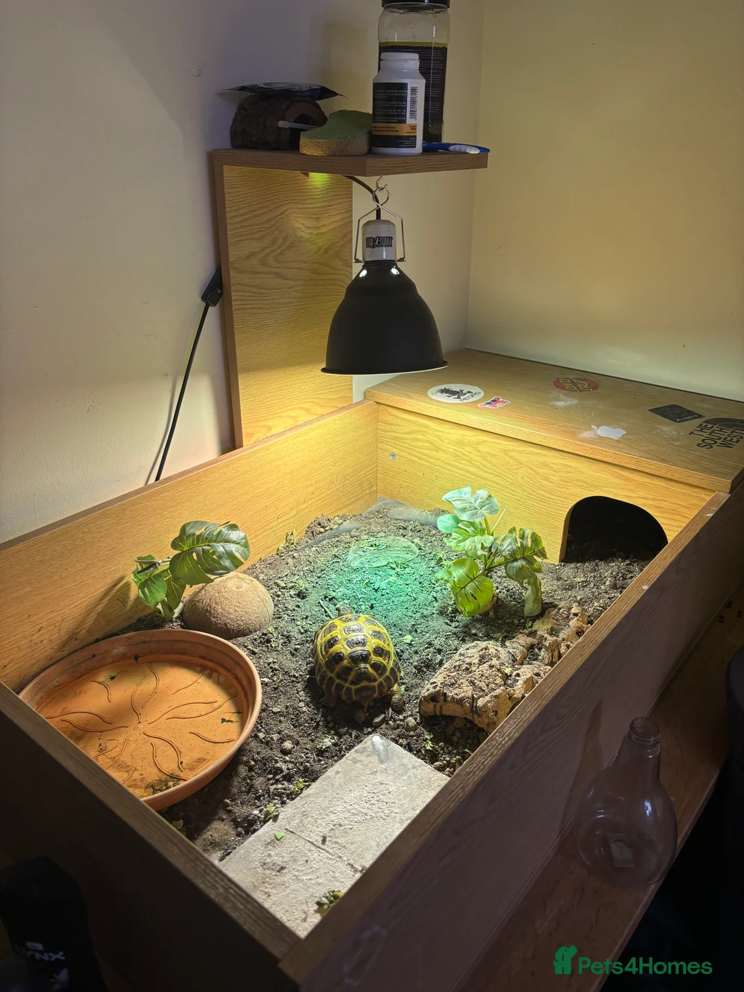 Tortoise reptiles for sale: 4 YO Horsefield Tortoise for sale  - Advert 3