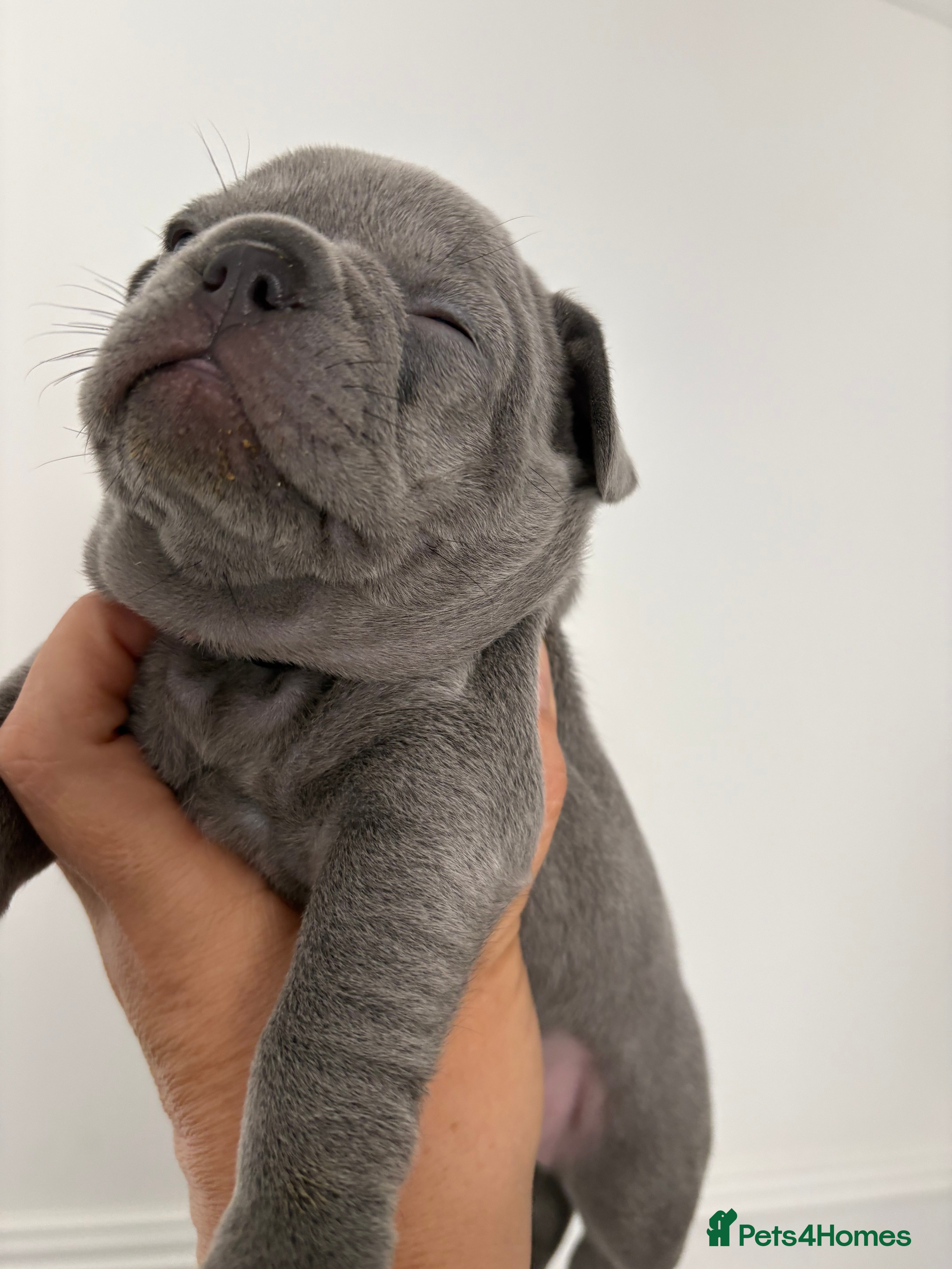 French Bulldog dogs French bulldog  - Advert 2