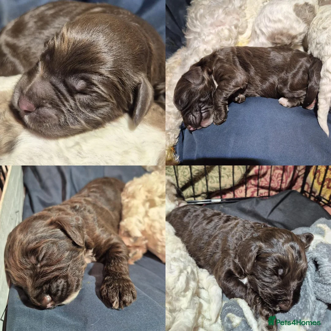 Cockapoo dogs for sale: Stunning F2B cockapoos - Advert 4