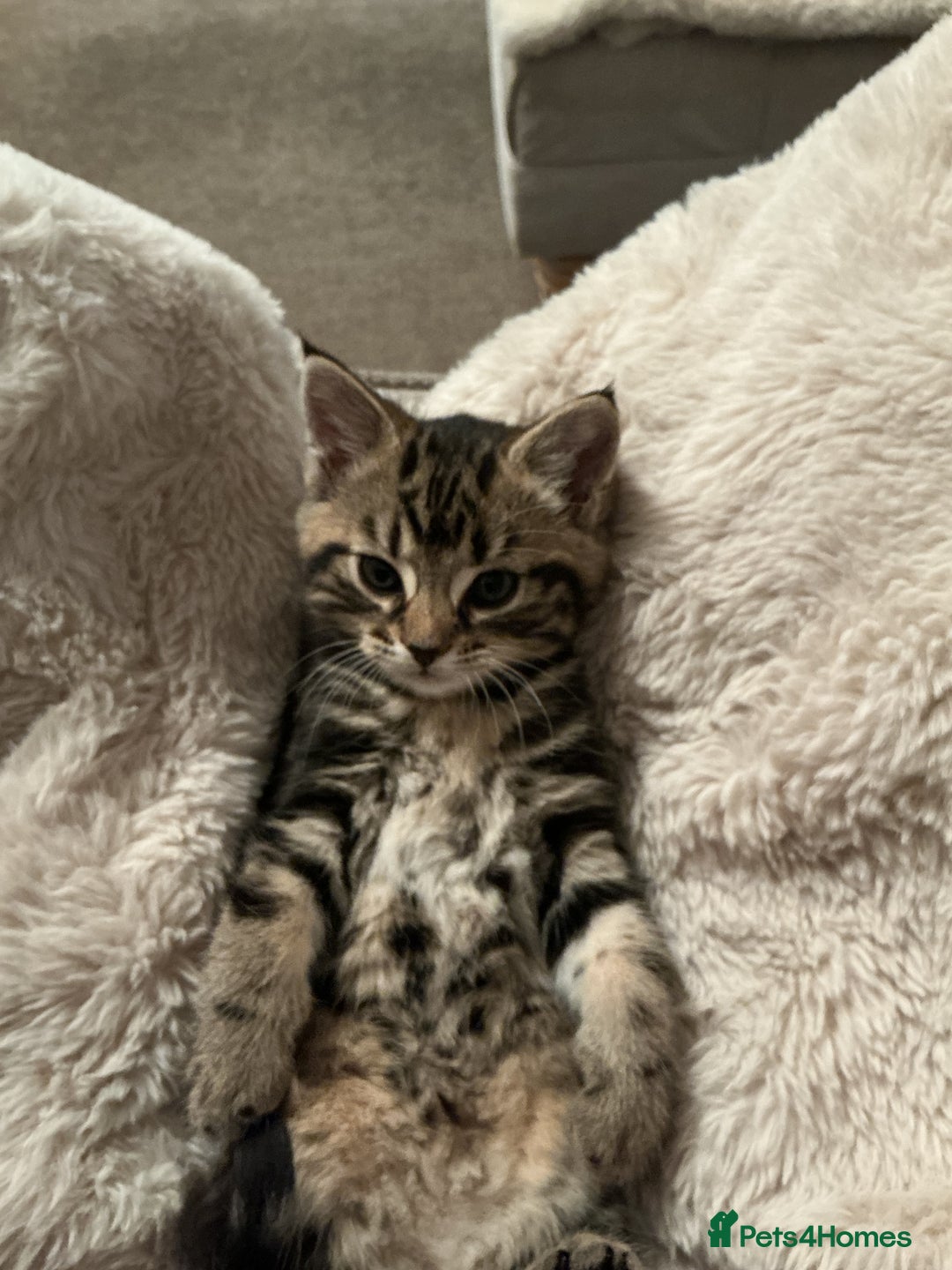 Mixed Breed cats for sale: Gorgeous tabby kittens - Advert 1