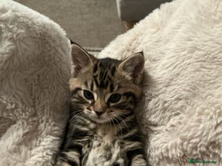 Mixed Breed cats Gorgeous tabby kittens - Advert 3