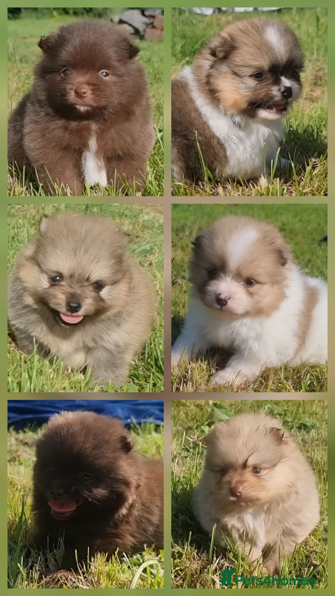 Pomeranian dogs 🐾🌟 Beautiful Pomeranian Puppies 🌟🐾 - Advert 2