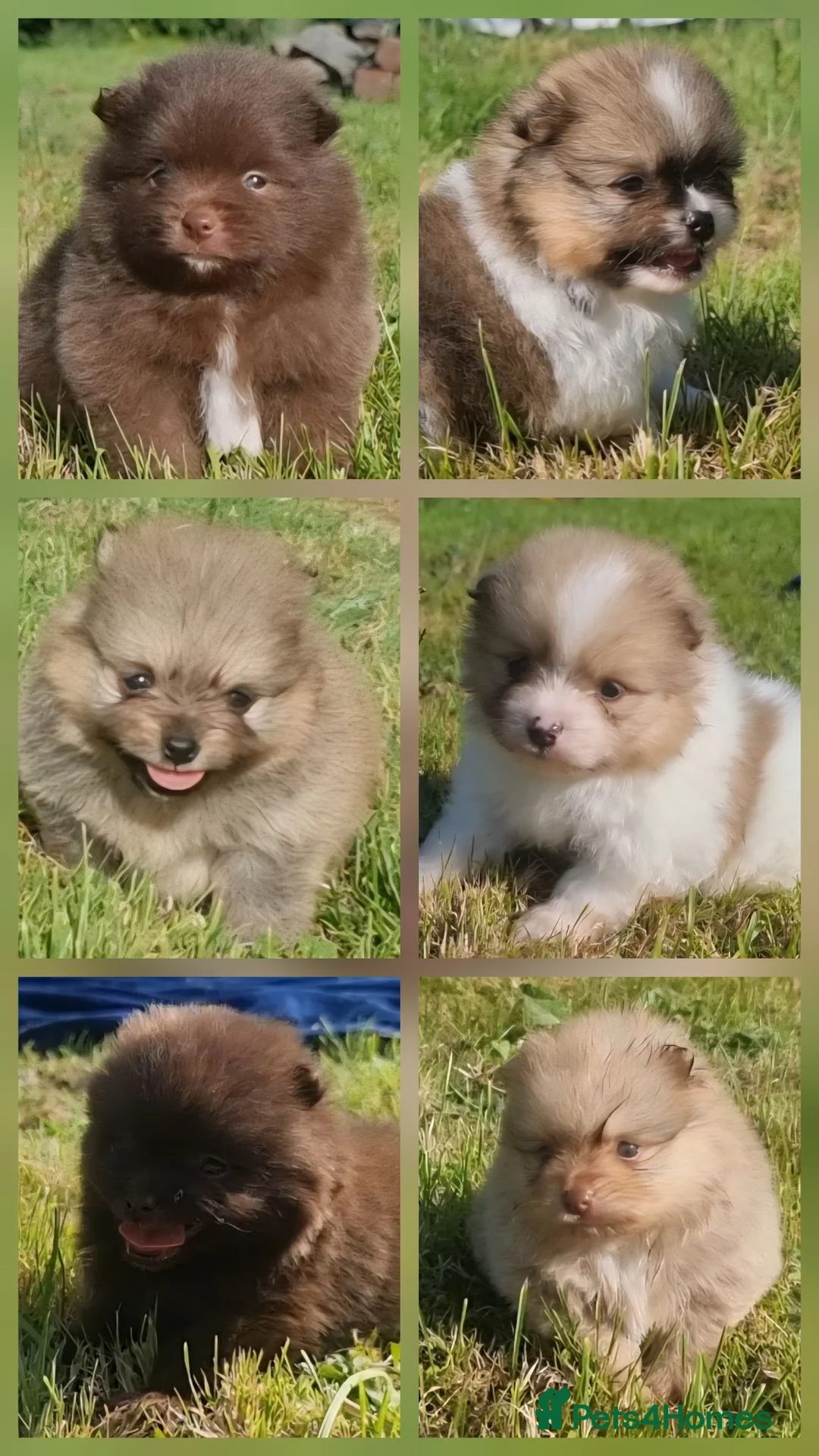 Pomeranian dogs for sale: 🐾🌟 Beautiful Pomeranian Puppies 🌟🐾 - Advert 2