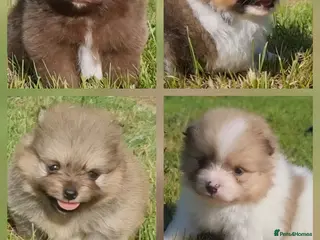 Pomeranian dogs 🐾🌟 Beautiful Pomeranian Puppies 🌟🐾 - Advert 2