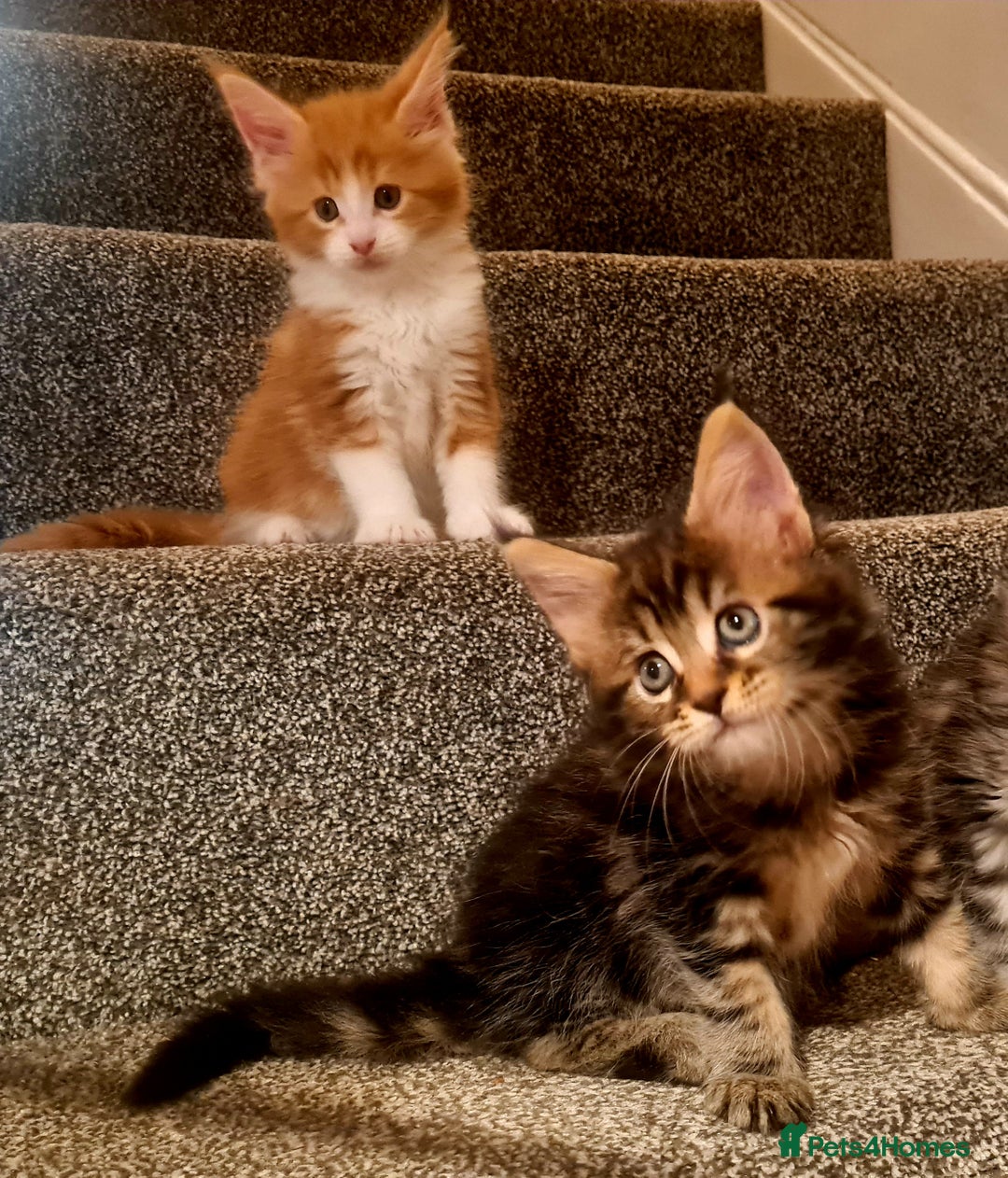Maine Coon cats for sale: Mainecoon Kittens available  - Image 4