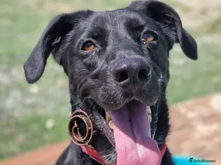 Labrador Retriever dogs Prince - 4 years waiting for a home - Advert 1