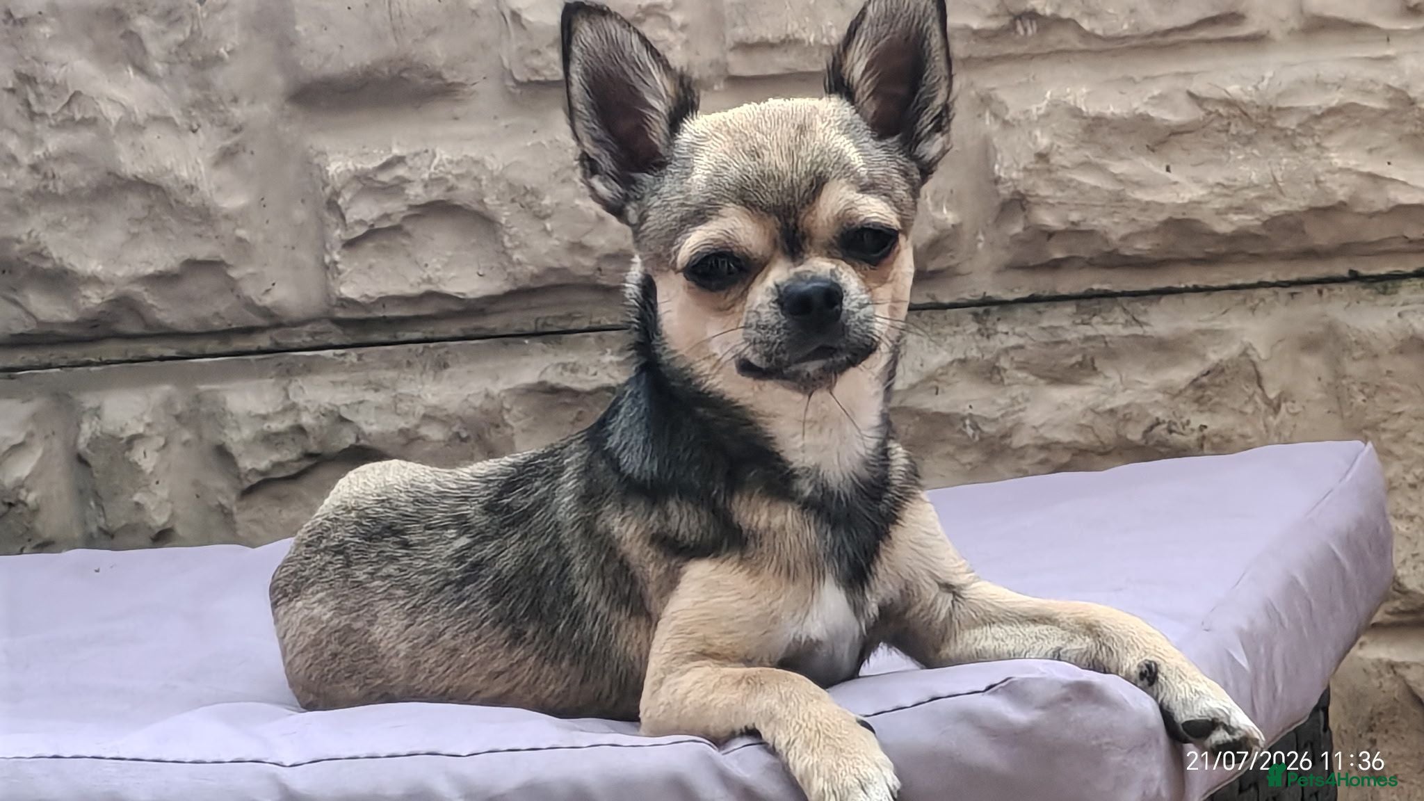 Chihuahua dogs Chihuahua puppy ,Nacho - Advert 6