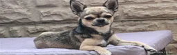 Chihuahua dogs for sale: Chihuahua puppy ,Nacho - Advert 1